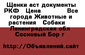 Щенки аст документы РКФ › Цена ­ 15 000 - Все города Животные и растения » Собаки   . Ленинградская обл.,Сосновый Бор г.